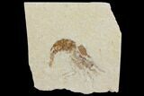 Cretaceous Fossil Shrimp - Lebanon #123915-1